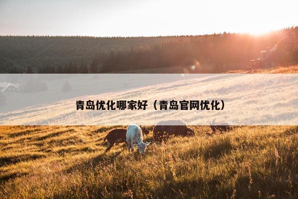 青岛优化哪家好（青岛官网优化）