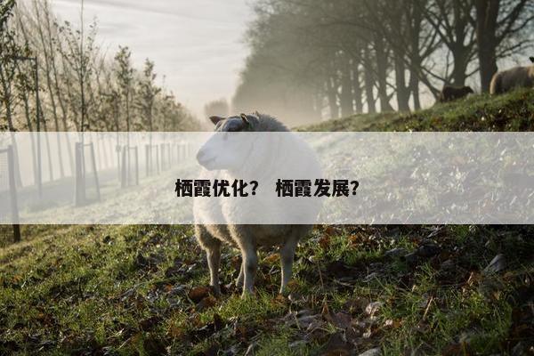 栖霞优化？ 栖霞发展？