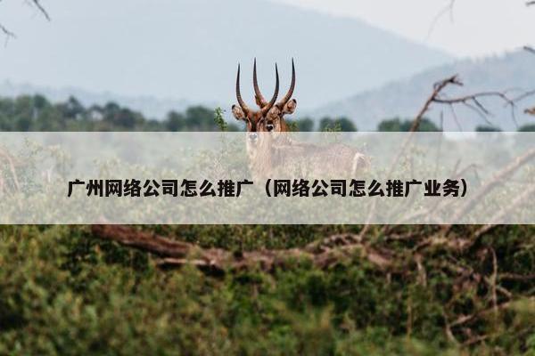 广州网络公司怎么推广（网络公司怎么推广业务）