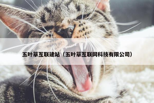 五叶草互联建站（五叶草互联网科技有限公司）