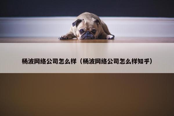 杨波网络公司怎么样（杨波网络公司怎么样知乎）