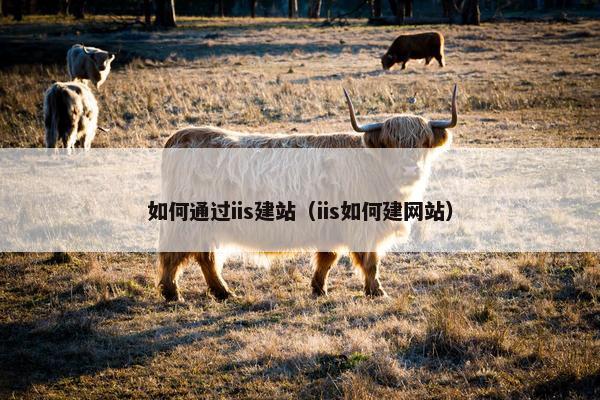 如何通过iis建站（iis如何建网站）