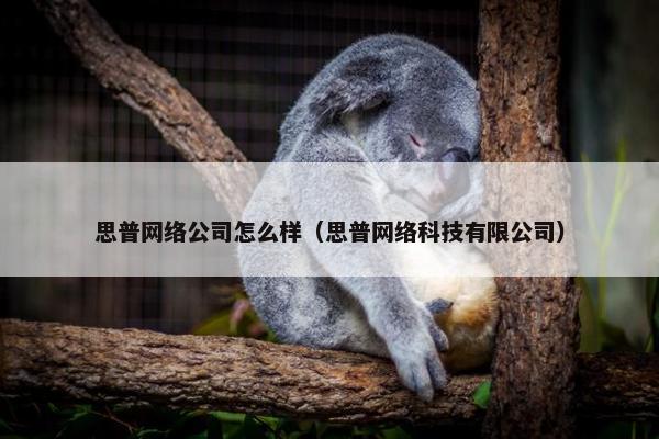 思普网络公司怎么样（思普网络科技有限公司）